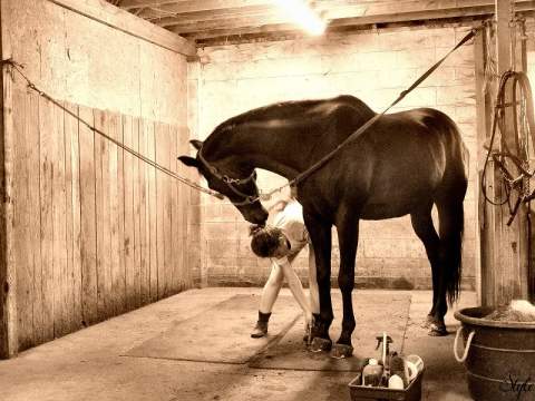 Ló-, és felszerelés ápolás