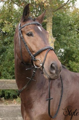 HARRYS HORSE angol orrszíjas kantár Bronze