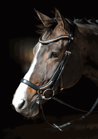 Harrys Horse anatómiai megformálású kantár Rosegold