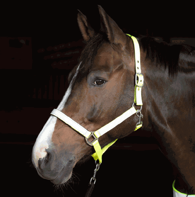 HARRYS HORSE fényvisszaverő kötőfék Reflective