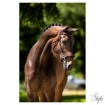 BR hackamore kantár Lydney