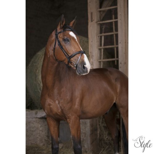 NORTON PRO „Combinée” kantár