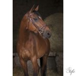 NORTON PRO „Combinée” kantár