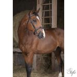 NORTON PRO „Vague” kantár