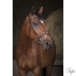 NORTON PRO „Vague” kantár