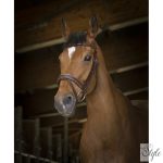 NORTON PRO „Rock” kantár