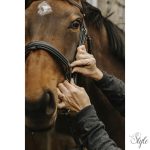 NORTON PRO - Apophyse - kantár