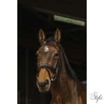 NORTON PRO - Dark - kantár