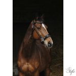 NORTON PRO - Hackamore - kantár