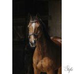 NORTON PRO - Hackamore - kantár