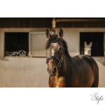 ERIC THOMAS - Bat - kantár