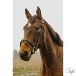 NORTON CLUB - Strass V - kantár