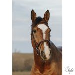 NORTON CLUB - Easy - kantár