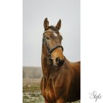 NORTON CLUB - Diva - kantár