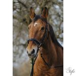 NORTON TRAINING kantár