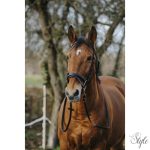 NORTON TRAINING kantár