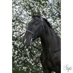 RIDING WORLD nagykantár