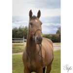 Csomózott kötőfék szárral