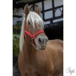 NORTON PRO kötőfék hidegvérű lovak számára