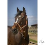 NORTON "Nylon Soft" kötőfék