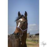 NORTON "Nylon Soft" kötőfék