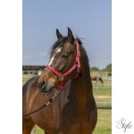 NORTON "Grooming" kötőfék