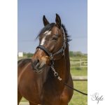 NORTON "4lines" kötőfék