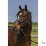 NORTON "4lines" kötőfék