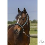 NORTON "4lines" kötőfék