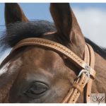 WESTRIDE „Aurora” kantár Franck Perret-től