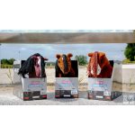 PONY ACADEMY Mini Pony istállóvá alakítható kamionnal – Prince