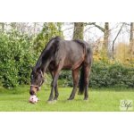 HKM Fun játéklabda lovaknak