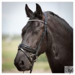 HARRYS HORSE Diamond Lacque kantár