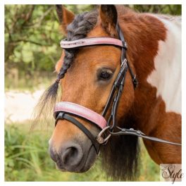 HARRYS HORSE póni kantár – Diva Mauvewood