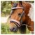 HARRYS HORSE póni kantár – Diva Mauvewood