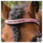 HARRYS HORSE póni kantár – Diva Mauvewood