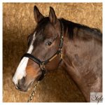 HARRYS HORSE anatómiai bőr kötőfék