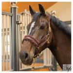 HARRYS HORSE anatómiai bőr kötőfék műszőrmével – matt