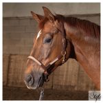 HARRYS HORSE bőr kötőfék – Flash