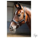 HARRYS HORSE bőr kötőfék – fekete, díszcsíkkal