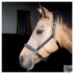 HARRYS HORSE bőr kötőfék – Finesse Crystal