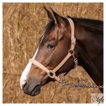 HARRYS HORSE bőr kötőfék – Cremello