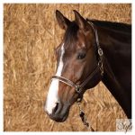 HARRYS HORSE bőr kötőfék – Elegance