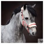 HARRYS HORSE Kötőfék és vezetőszár – LOVE