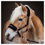 HARRYS HORSE Kötőfék és vezetőszár – LOVE