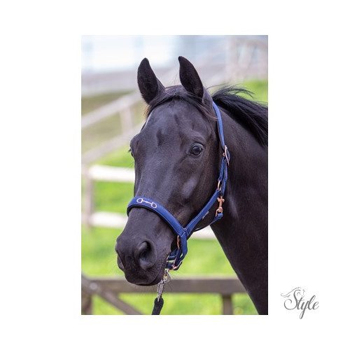 HARRYS HORSE Kötőfék Bit mintás