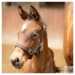 HARRYS HORSE Csikókötőfék, állítható