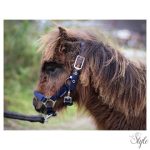 HARRYS HORSE Csikókötőfék Párnázott