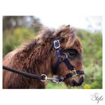 HARRYS HORSE Csikókötőfék Párnázott