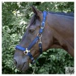 HARRYS HORSE Kötőfék szett vezetőszárral – Denici Cavalli Purple Passion Satin